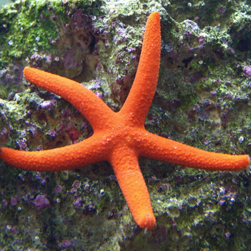 Orange Finger Starfish - Echinaster sepositus