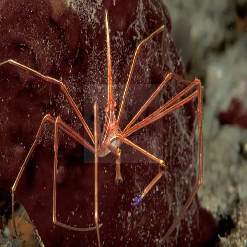 Arrowhead Crab - Stenorhynchus seticornis