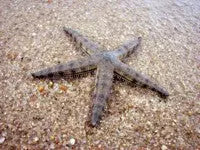 Sand Sifting Starfish - Melanesia - Archaster typicus