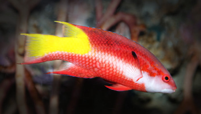Spot Fin Wrasse Female
