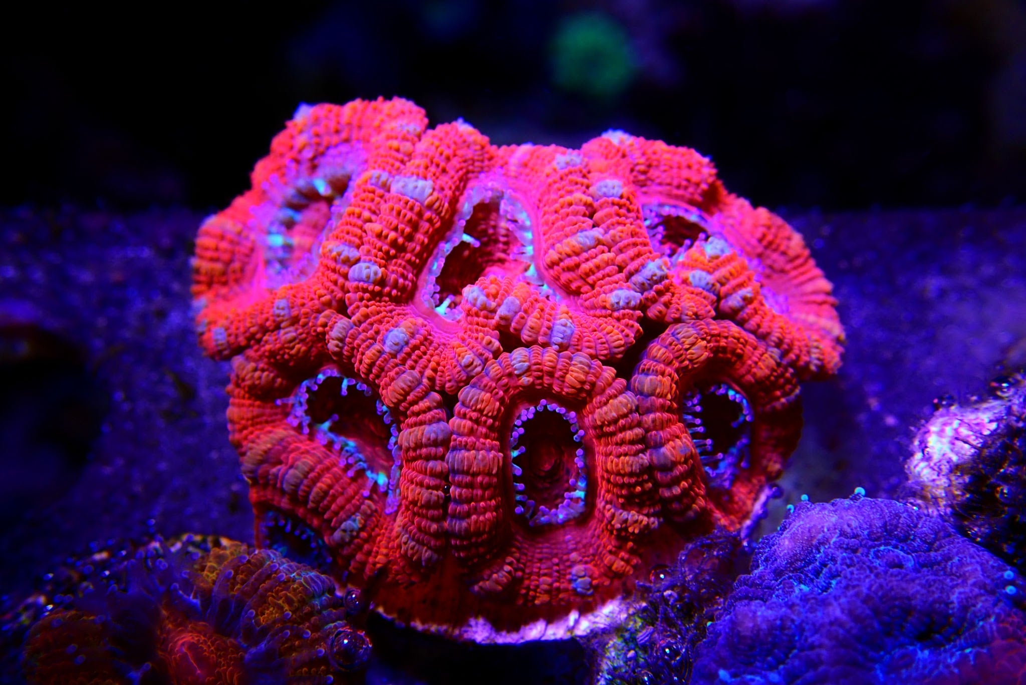 Acanthastrea