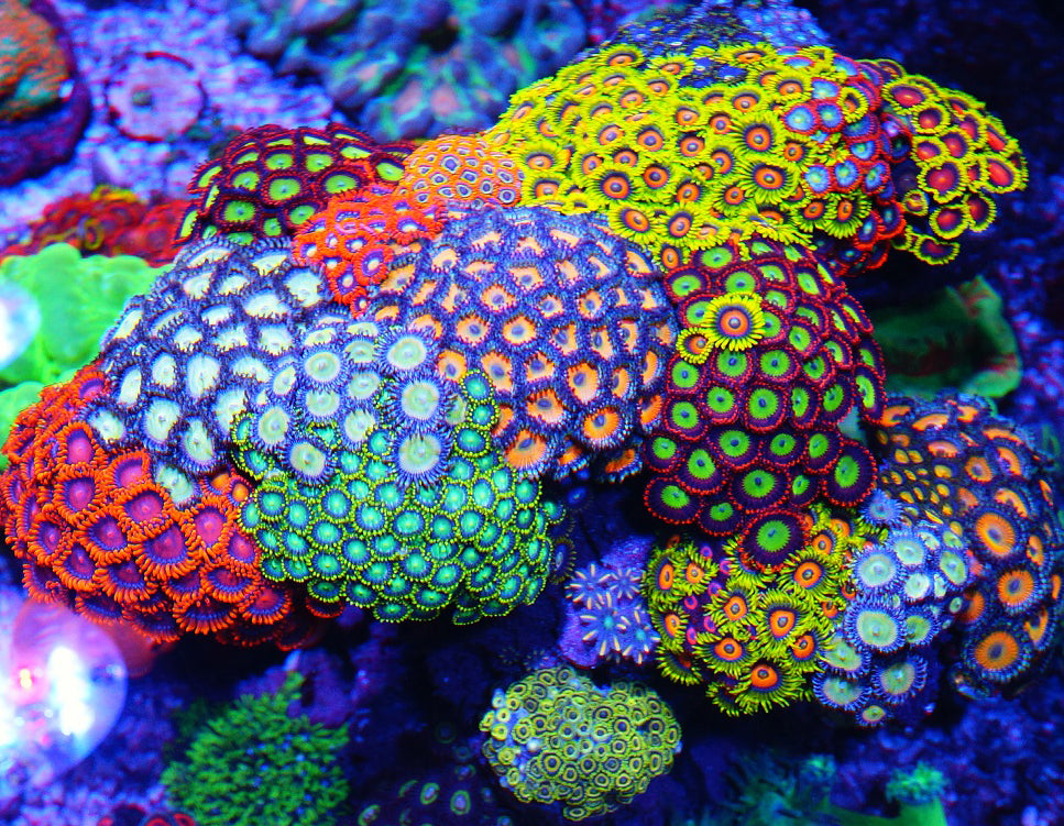 Zoa / Zoanthids Coral