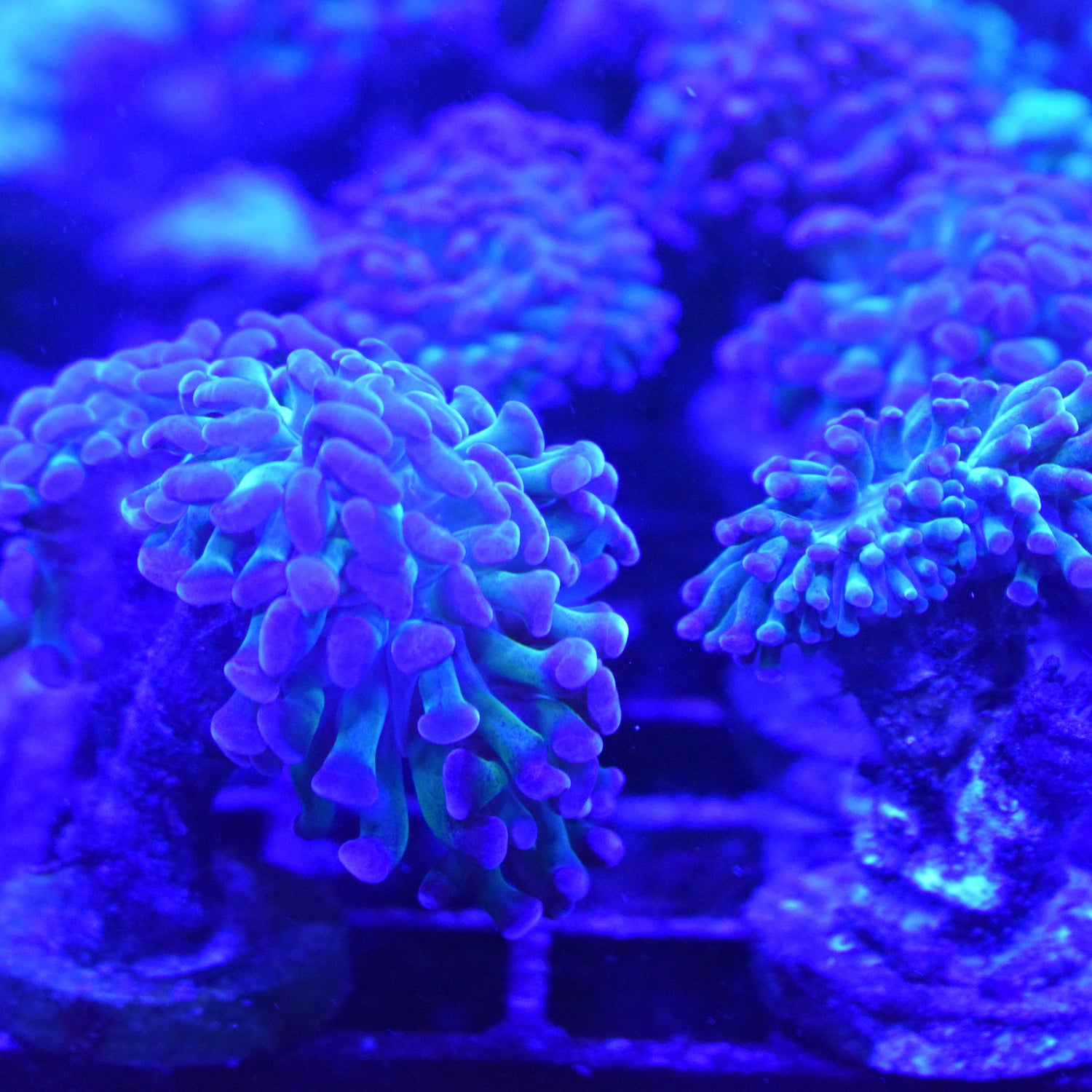 Aquarium Lighting: Systems and Bulbs - Part 1