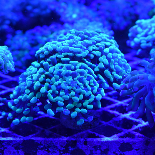 Aquarium Lighting: Spectrum and Intensity - Part 2