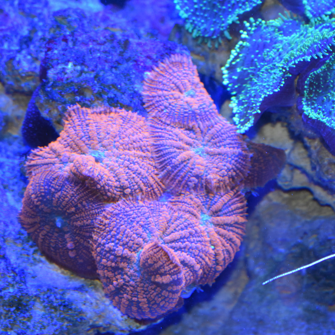 Aquarium Lighting: Systems and Bulbs - Part 2