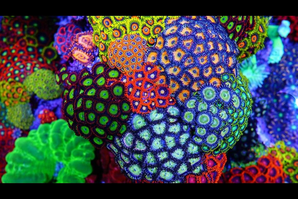 Aquarium Lighting Spectrum and Intensity: Part 1