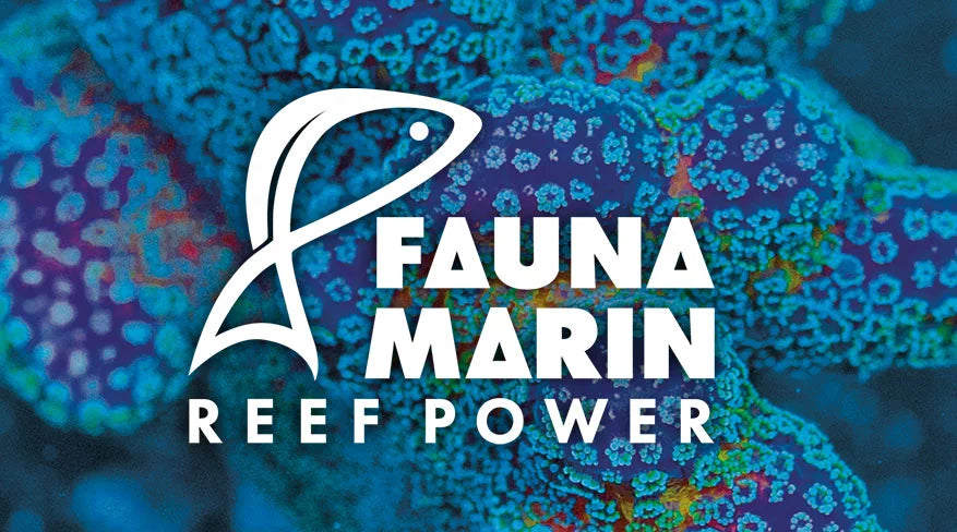 Fauna Marin