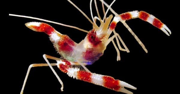 Boxing Shrimp - Stenopus hispidus