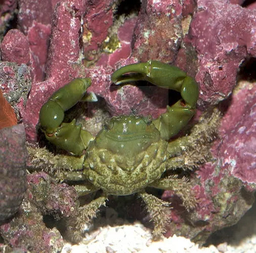 Emerald Crab - Mithraculus sculptus