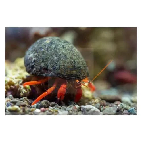 Hermit Crab - Orange Leg - Clibanarius spp