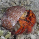 Hermit Crab - Red Hairy - Dardanus megistos