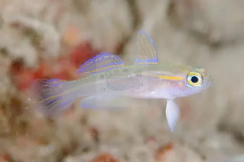 Nano Goby - Blue Eye (Tryssogobius colini)