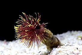 Feather Duster - Spiral Gold / Red - Sabellastarte spp.