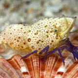 Purple Leg Shrimp - Saron rectirostris