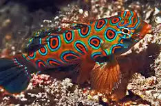 Spotted Mandarin - Synchiropus picturatus