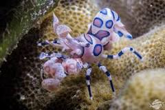 Harlequin Shrimp (Hymenocera picta)