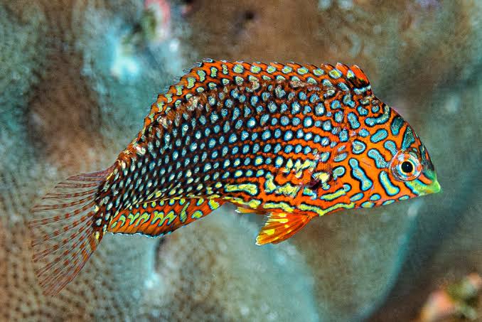 Leopard Wrasse - Macropharyngodon meleagris