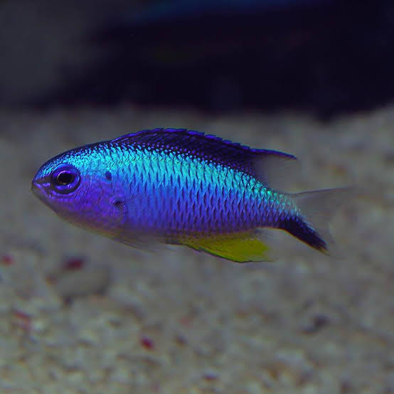 Blue Star Damselfish - Pomacentrus alleni