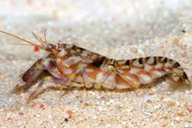 Tiger Shrimp - Alpheus bellulus