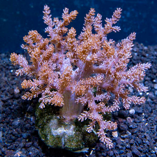 Aquacultured Taro Tree Coral