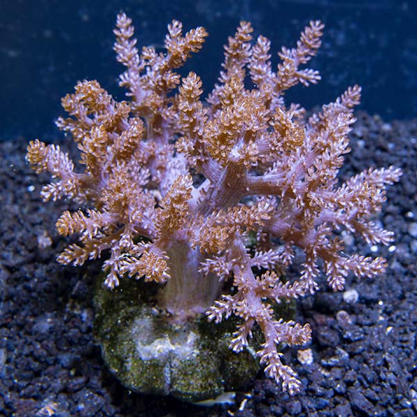 Aquacultured Taro Tree Coral