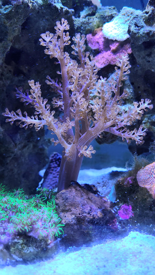 Aquacultured Neon Pineapple Tree Coral
