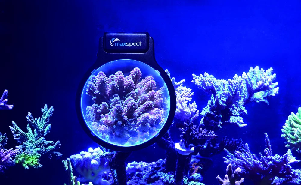 MAXSPECT- PASTEL REEF MAGNIFIER