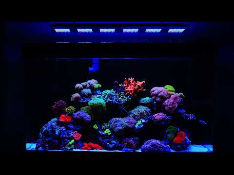 Reef Factory - REEF FLARE PRO S Smart LED Lamp BLUE