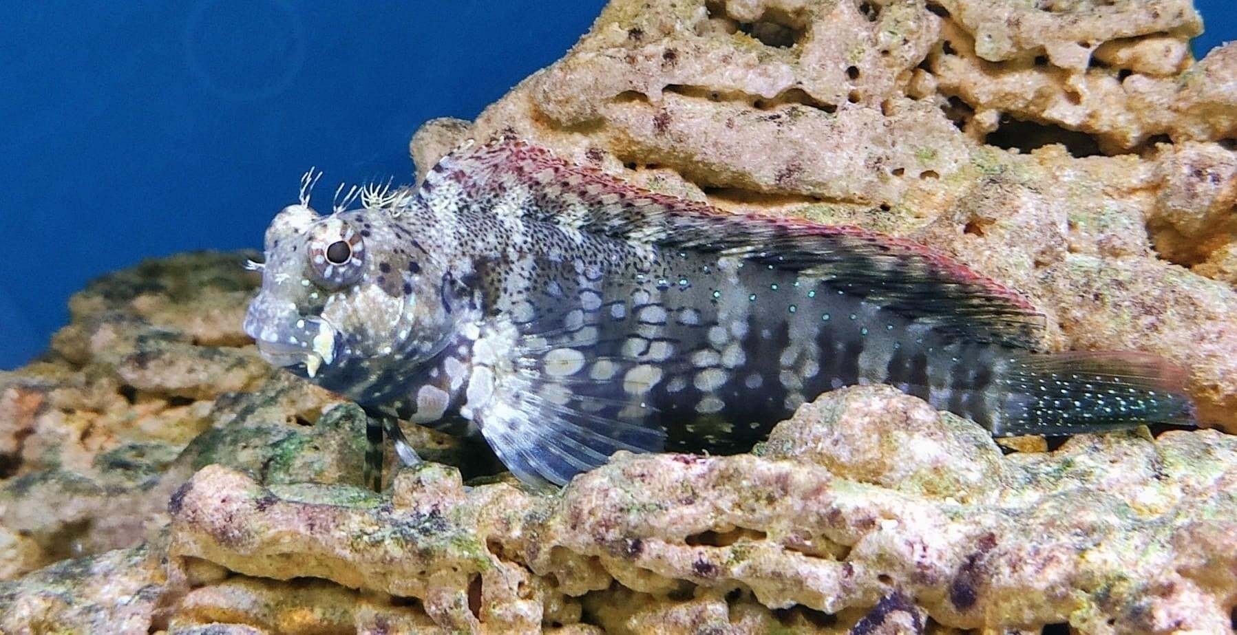 Algae Blenny - Salarias fasciatus