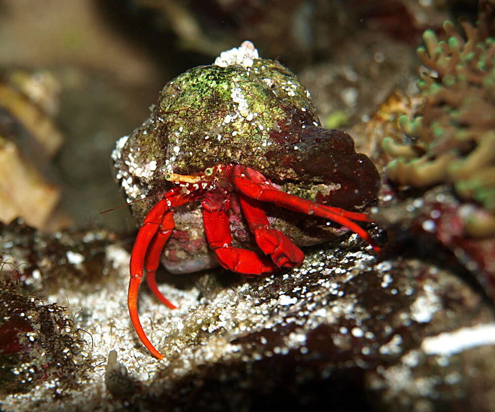 Hermit Crab - Rock Red Leg - paguristes cadenati