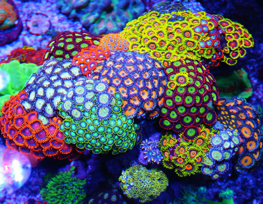 Zoa / Zoanthids Coral